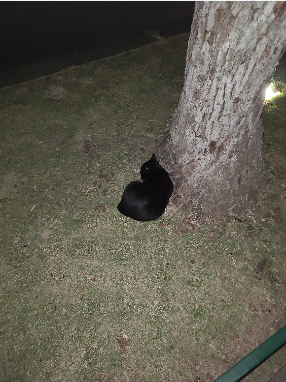 小黑猫.png