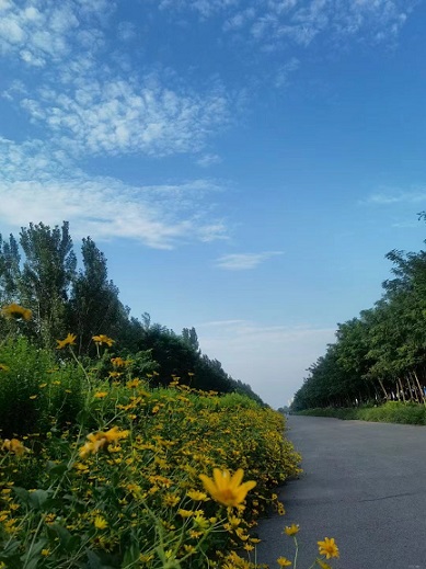 鲜花小道.jpg