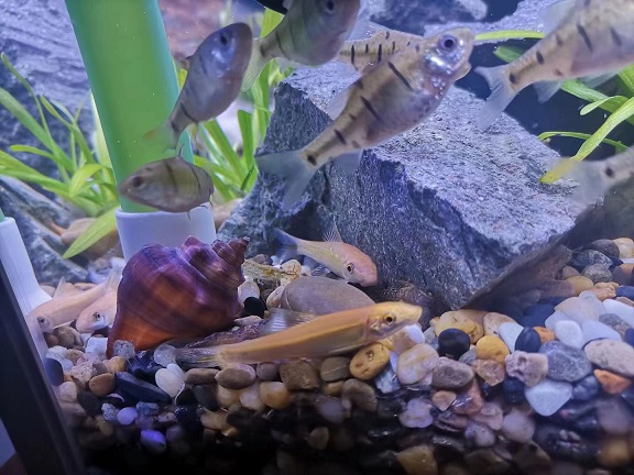 鱼缸2.jpg