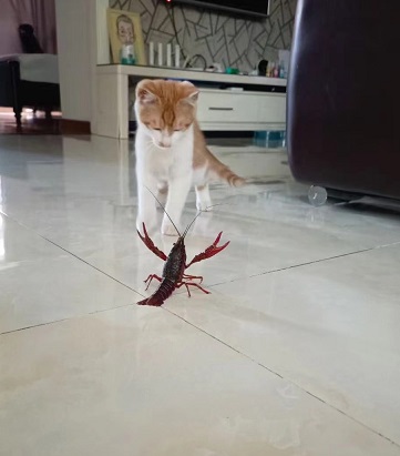 猫和龙虾的游戏1.jpg