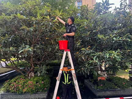 中天西城纪枇杷1.jpg