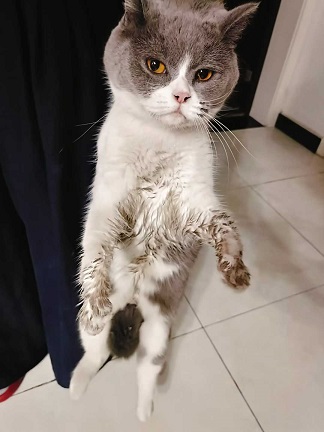 贪玩被抓回的小猫.jpg