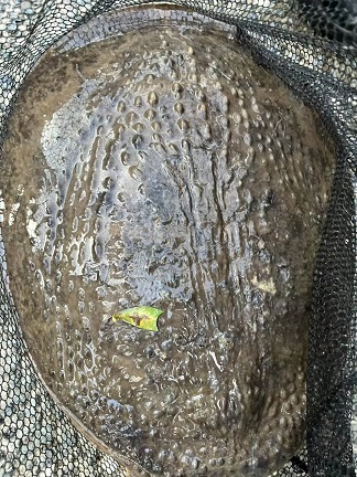 大甲鱼1.jpg