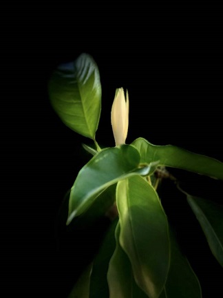 白兰花树2.jpg