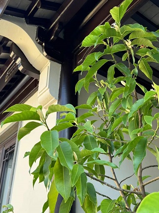 白兰花树1.jpg