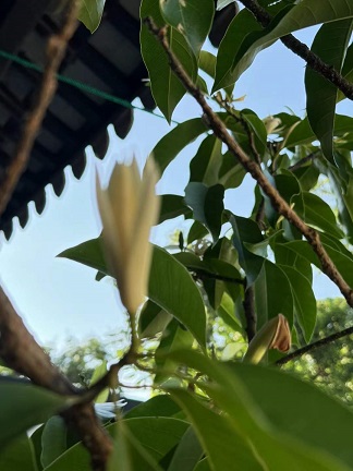 白兰花树3.jpg