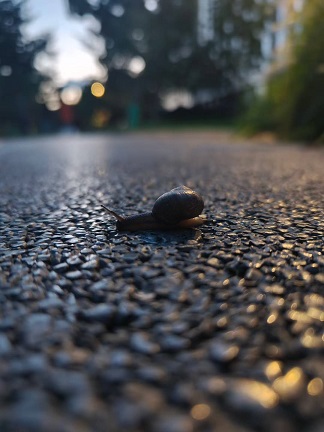 过马路的蜗牛4.jpg