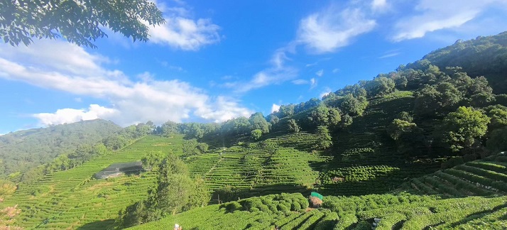 十里琅珰看茶山3.jpg