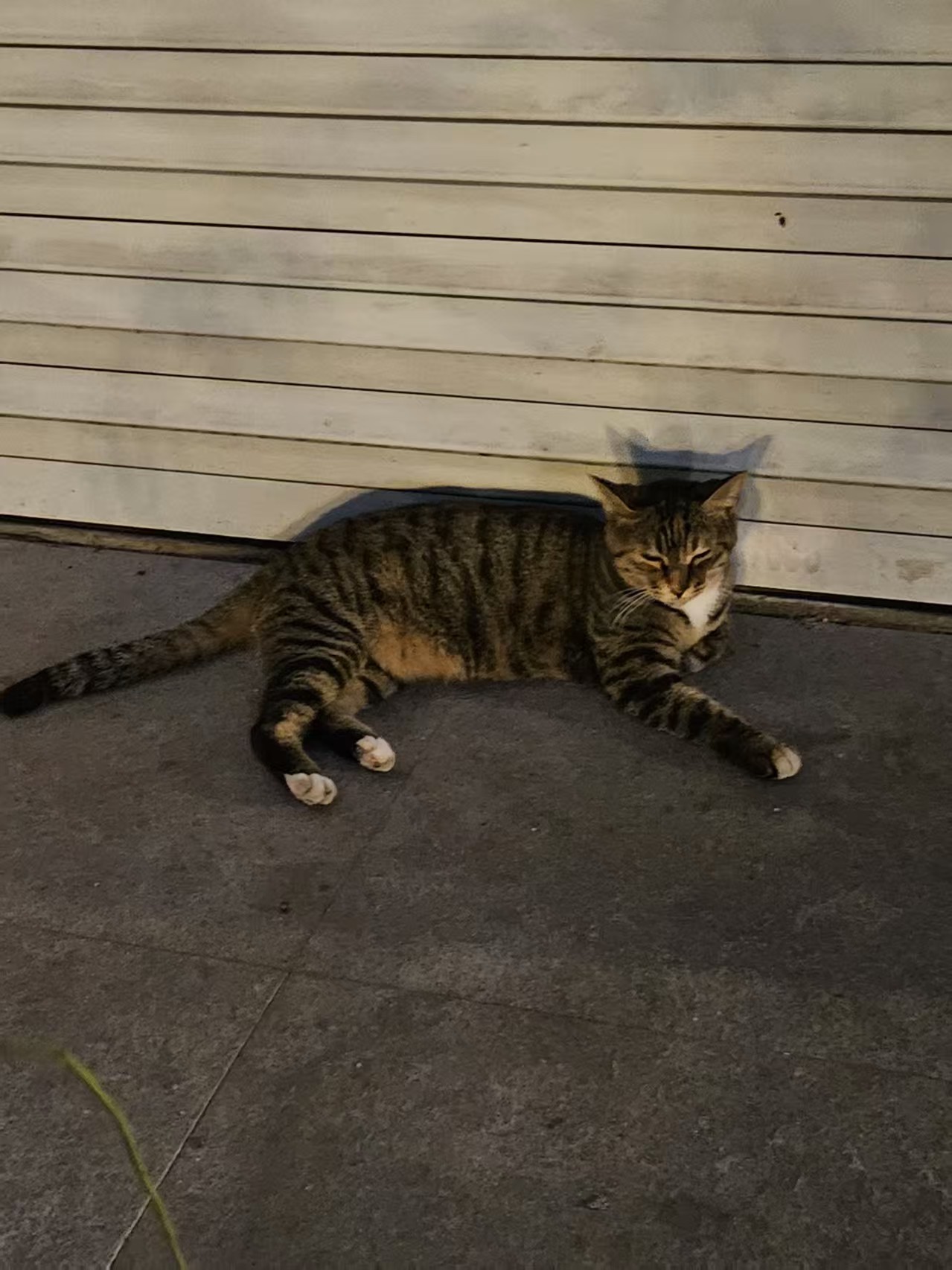 小猫.jpg