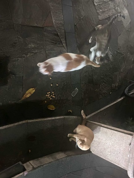 不聪明的小猫2.jpg