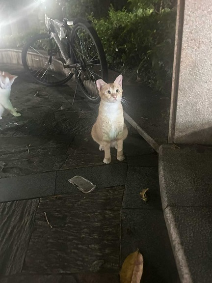 不聪明的小猫1.jpg