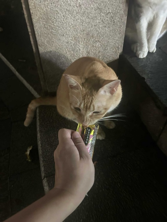 不聪明的小猫3.jpg