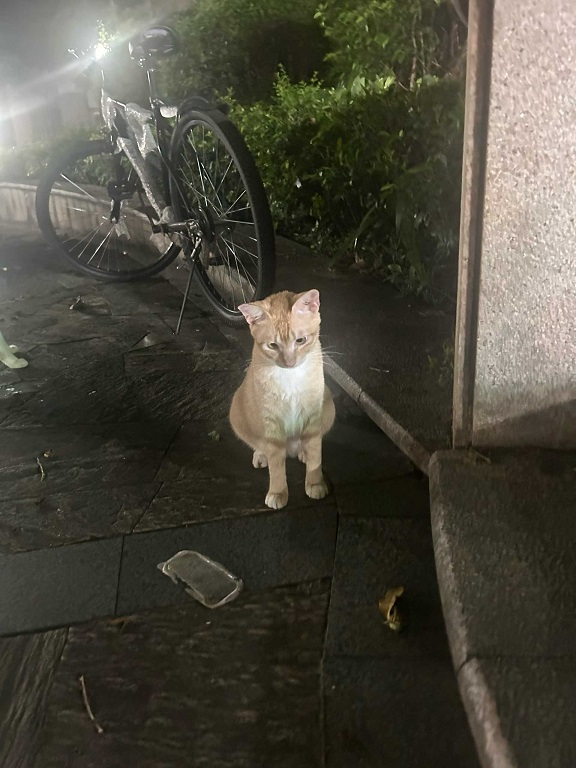 不聪明的小猫4.jpg