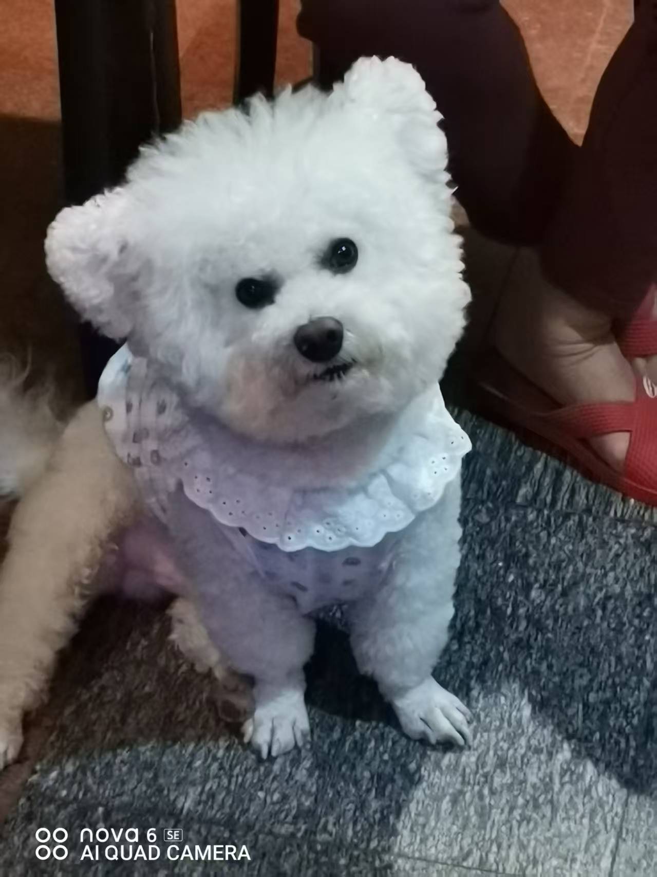 小狗花花.jpg