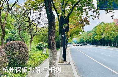 保俶北路与乌桕树1.jpg