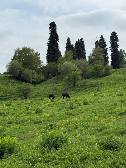 恰西草原风景3.jpg