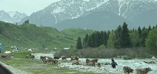 恰西草原风景4.jpg