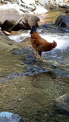 山里走地鸡3.jpg