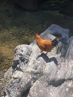 山里走地鸡4.jpg