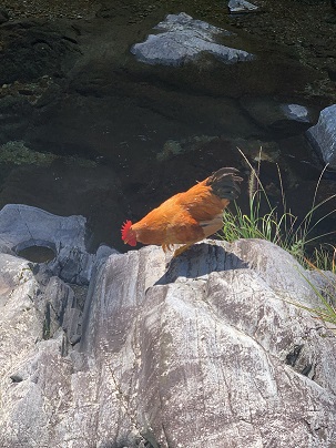山里走地鸡1.jpg