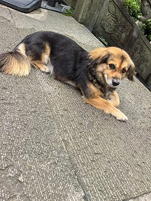 小区里的旺财1.jpg