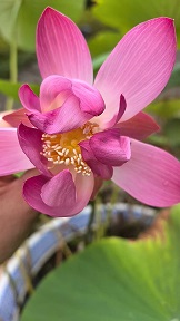 小区里的旺财4.jpg