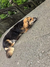 小区里的旺财2.jpg