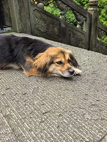 小区里的旺财3.jpg