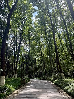 杭州的天然氧吧-植物园1.jpg