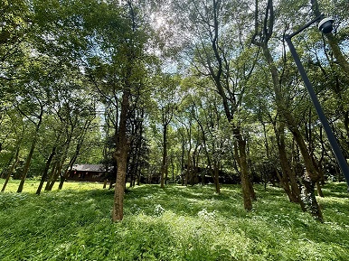 杭州的天然氧吧-植物园3.jpg