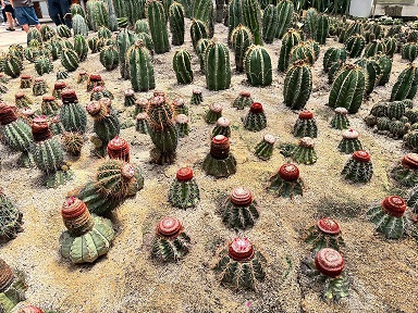 厦门园林植物园2.jpg