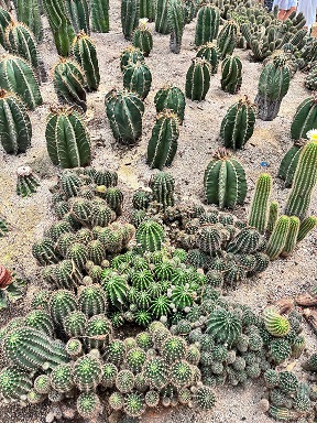 厦门园林植物园4.jpg