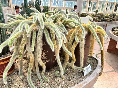 厦门园林植物园3.jpg