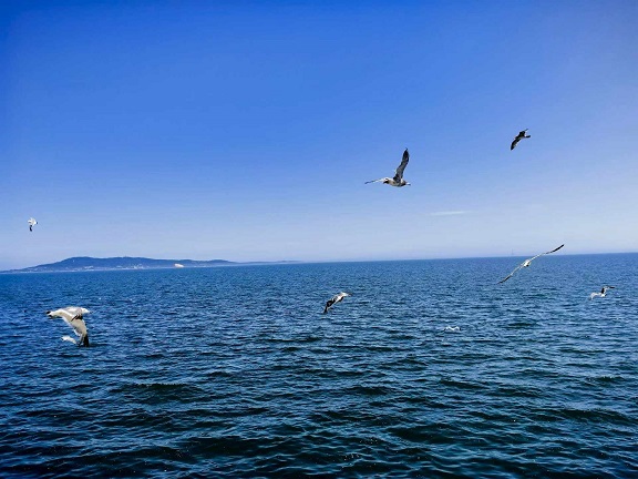 金海湾栈桥2.jpg