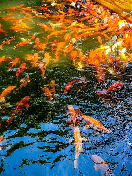 千岛湖摸摸鱼头2.jpg
