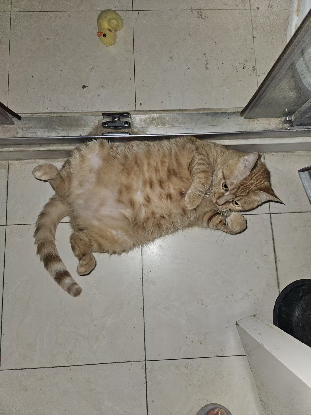 大菊猫.jpg