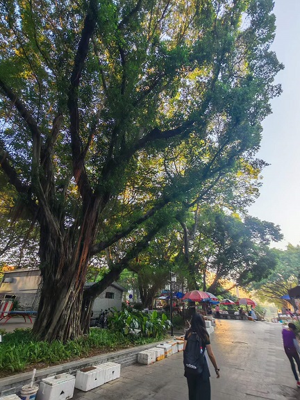 黄埔古港4.jpg