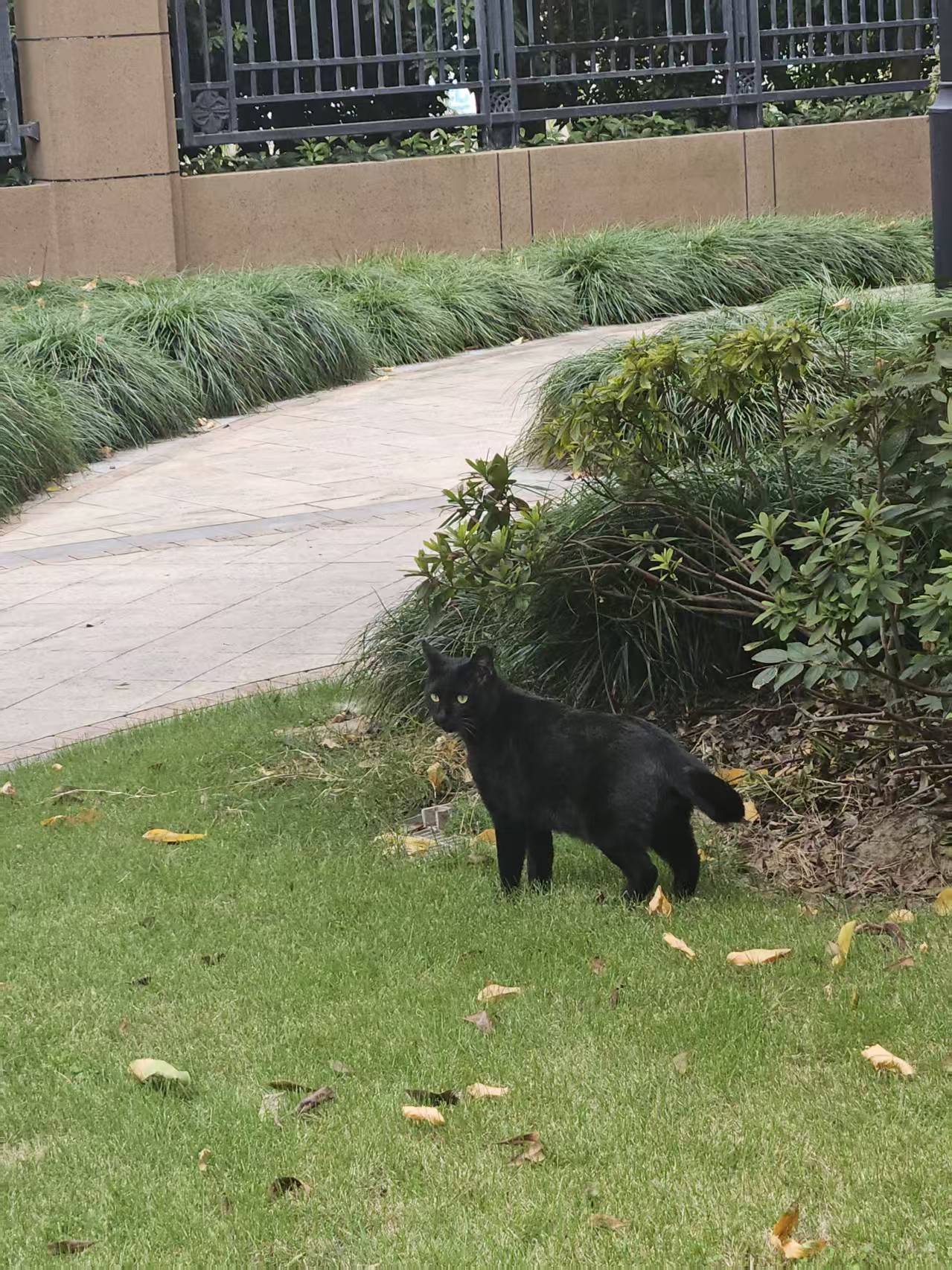 大黑猫.jpg